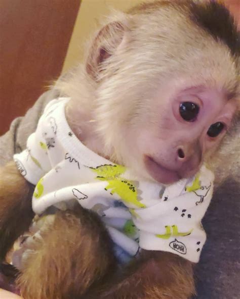 capuchin monkey for sale near me.